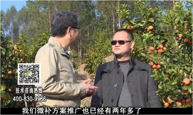 20180122珠江臺(tái)搖錢(qián)樹(shù)：廣西柑橘如何管？產(chǎn)量賣(mài)相好?