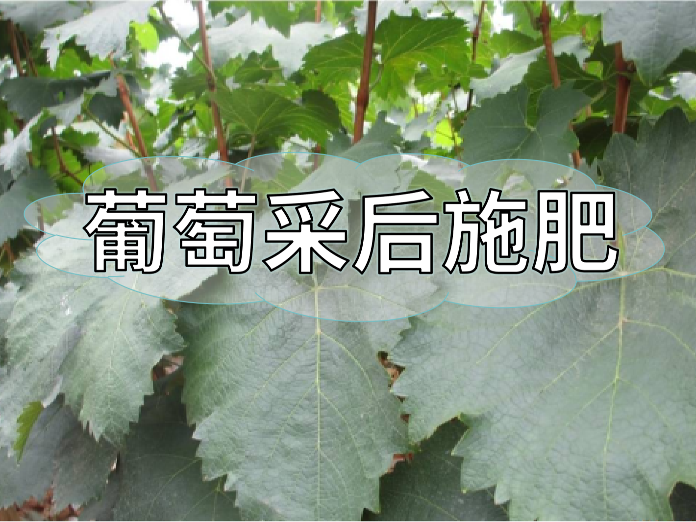 高產(chǎn)葡萄園采后如何施肥？