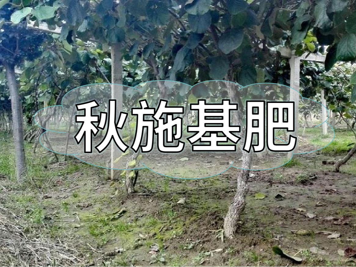 果樹秋肥要補好更要補對！秋肥方案全附上