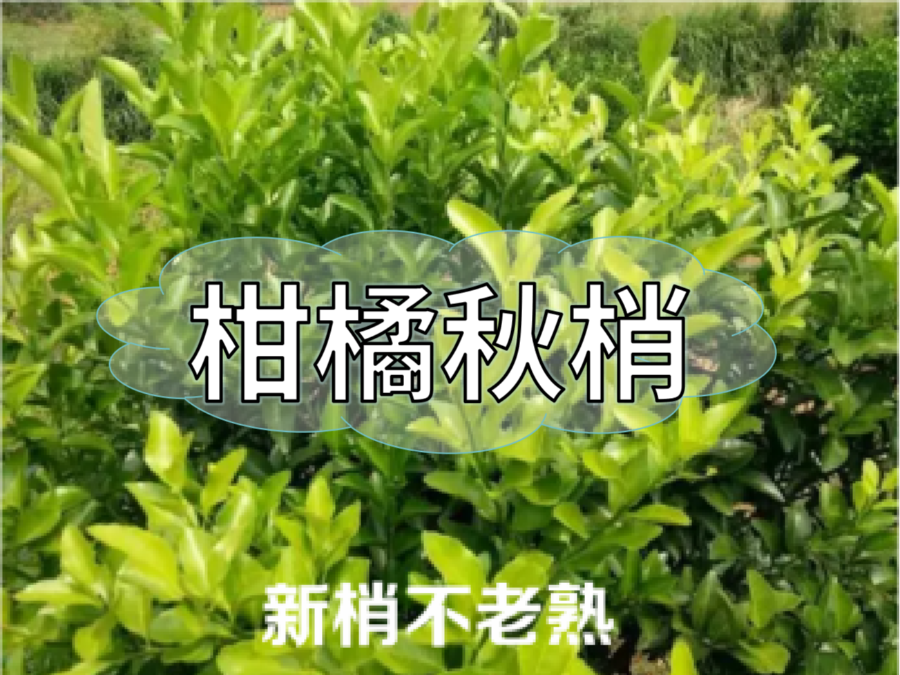 柑橘新梢剛抽出就發(fā)黃，不轉(zhuǎn)綠，怎么辦？