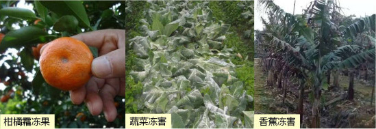 讓作物安全過冬的實用小妙招，速看