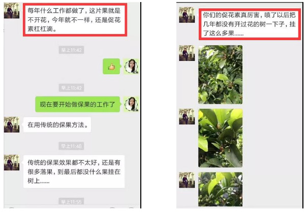 秋梢期，柑橘果農都在做這件事……