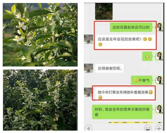 秋梢期，柑橘果農都在做這件事……