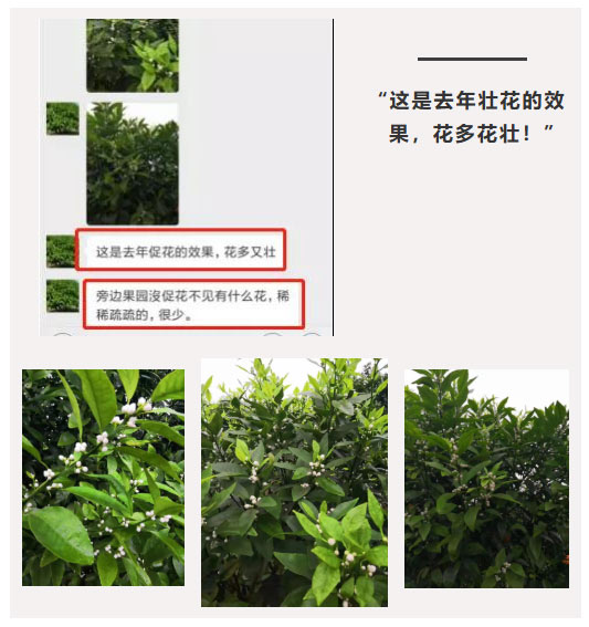 秋梢期，柑橘果農都在做這件事……