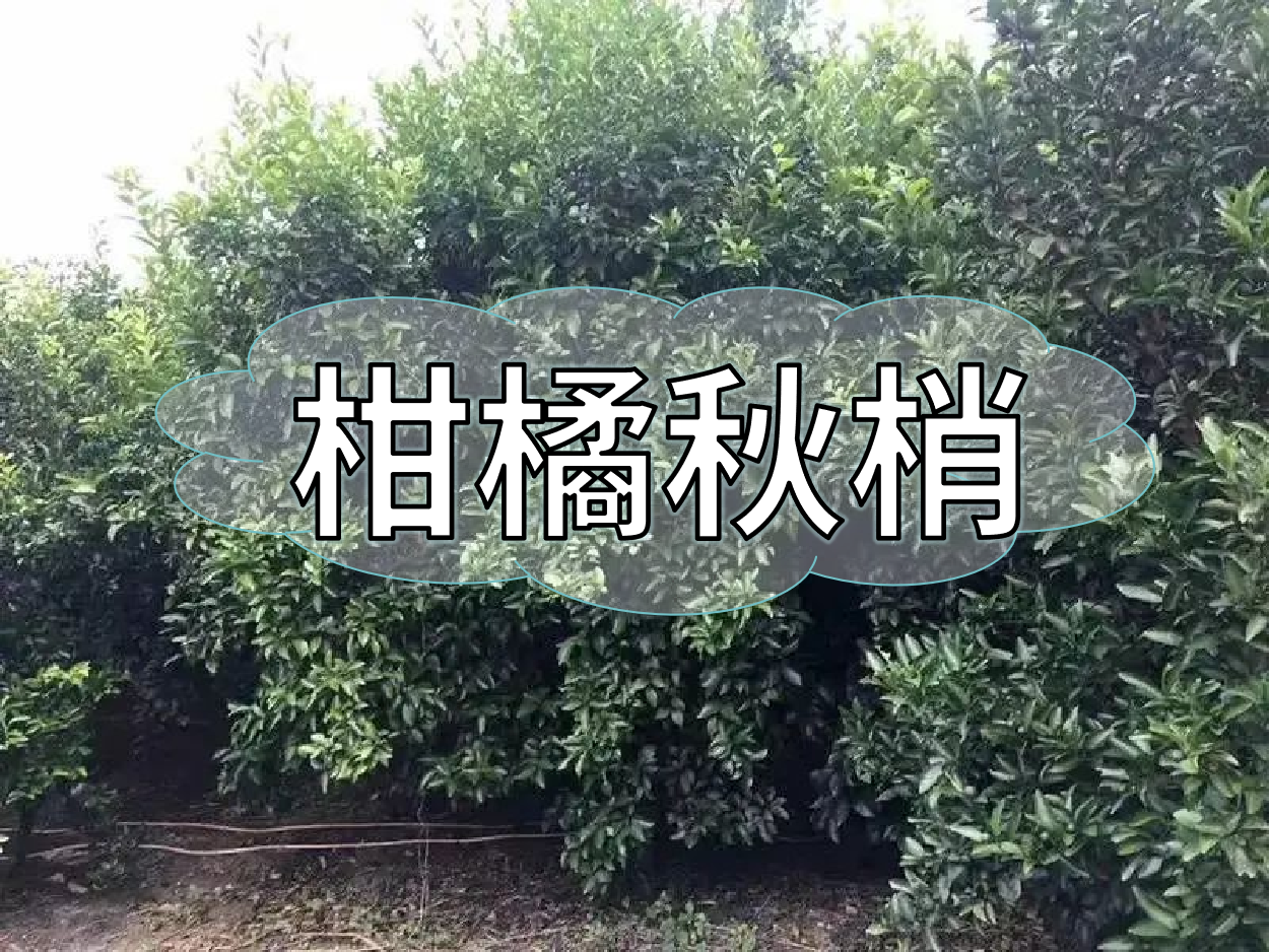 柑橘秋梢老熟期，抓好重點(diǎn)穩(wěn)今年，保明年